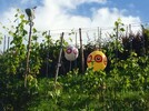Vogelscheuche im 21. Jahrhundert