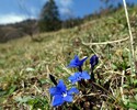 1.Frühlingsenzian im Kaisertal , Kufstein 26.03.17
