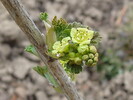 Ribisel-Rovanda-Blüte-April-2008