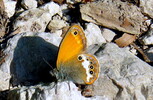Perlgrasfalter
