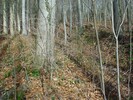 Frühlingsknotenblume Gaisberg 04.02