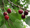 ZAMG Kirsche Fruechte 5