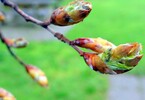 Rotbuche Blattentfaltung 09.04.16.
