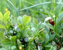 Heidelbeeren,