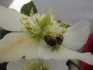 Die erste Biene im Garten am 21.2