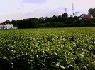 Sojabohnenfeld im Juli
