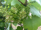 Weinblüte in Podersdorf