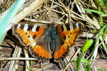 Kleiner Fuchs 25.04.14