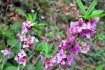 Letzte Blüten - Seidelbast Kufstein 22.03.14