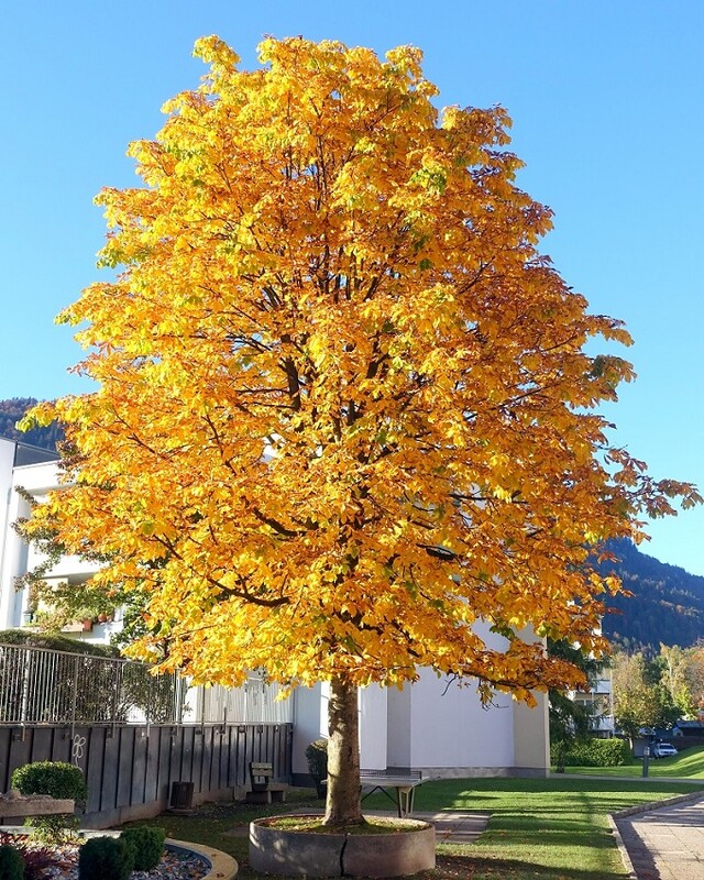 Bäume