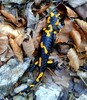 Salamander als Klettermaxi , Kufstein 25.03.17