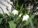 Frühlingsknotenblumen 08.04.2011