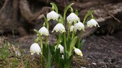 Frühlingsknotenblumen
