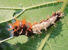 Raupe von C-Falter/7. August 17