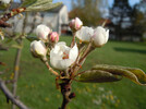 malus domestica - Kronprinz Rudolf 