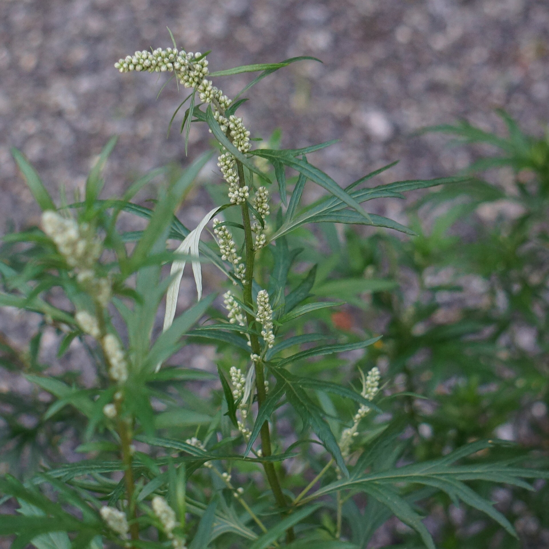 Artemisia vulgaris