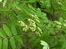 Eberesche 26.04.2010