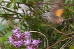 Thymian mit Taubenschwänzchen
