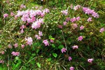 Zwergalpenrose, Zahmer Kaiser