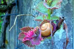Endach 23.04.14.Weinreben-Schnecke