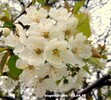 Vogelkirschenblüte, Tawes Kufstein,05.04.17