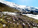 Wildkrokusse 21.4.2015, Nonsalm (1785m) Weerberg, Tirol