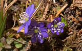 Leberblümchen Gosau_9.3.2014