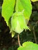 Unreife Haselnuss/04.08.17