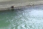 Wasseramsel am Inn ,Kufstein