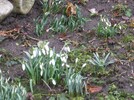Schneegloeckchen_20110213