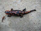 Feuersalamander 23 03 2010