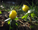 Winterling 20120127