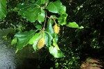 Buchenfrucht 10.08.14