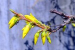 Forsythie vor der Büte