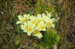 Frühling im südsteirischen Weinland