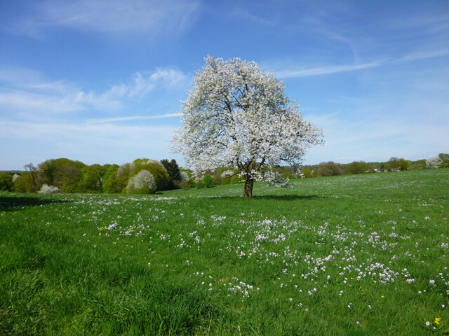 Birne