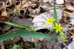 Gemeiner Gelbstern - Kufstein 22.03.14