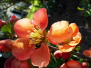 Zitronenquitte, 15.04.08