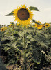 sonnenblume