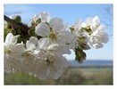 Kirschblüten im Steinfeld, südl. Niederösterreich