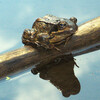 Grasfrosch, 13-04-21