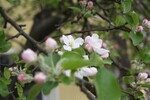 Beginn Apfelblüte
