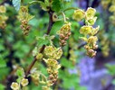 Johannesbeerenblüte,Kufstein 06.04.17