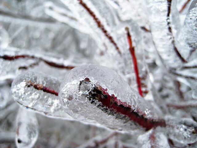 Roter Hartriegel
