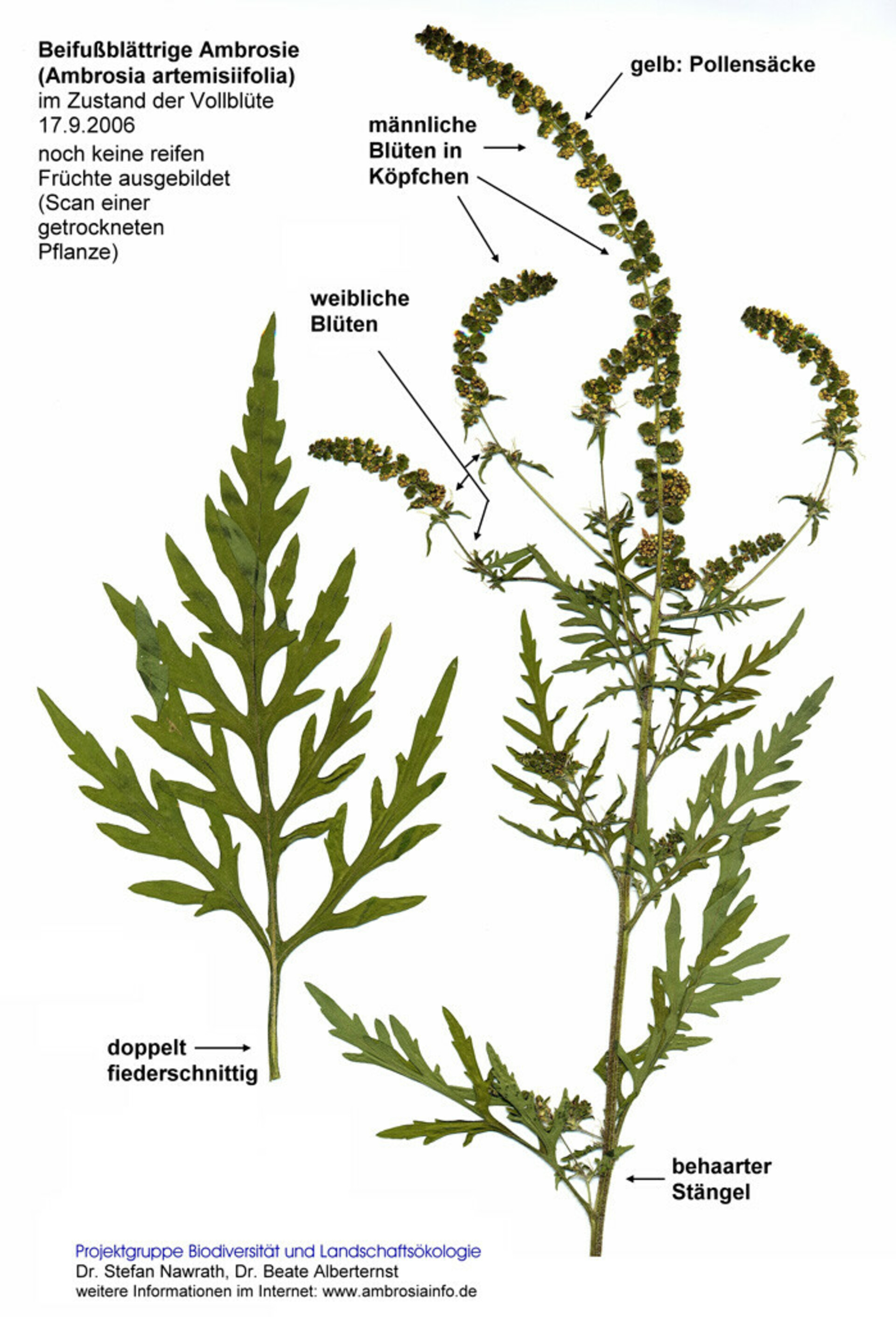 Ragweed/Beifußblättriges Traubenkraut