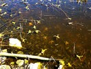 Froschweiher