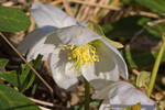 Schneerose Gosau_9.3.2014