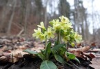 Himmelschlüssel 17.02.16, Kufstein