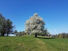 alter Birnbaum auf der Remschniggalm in der Südsteiermark