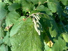 Frühling im Herbst ?